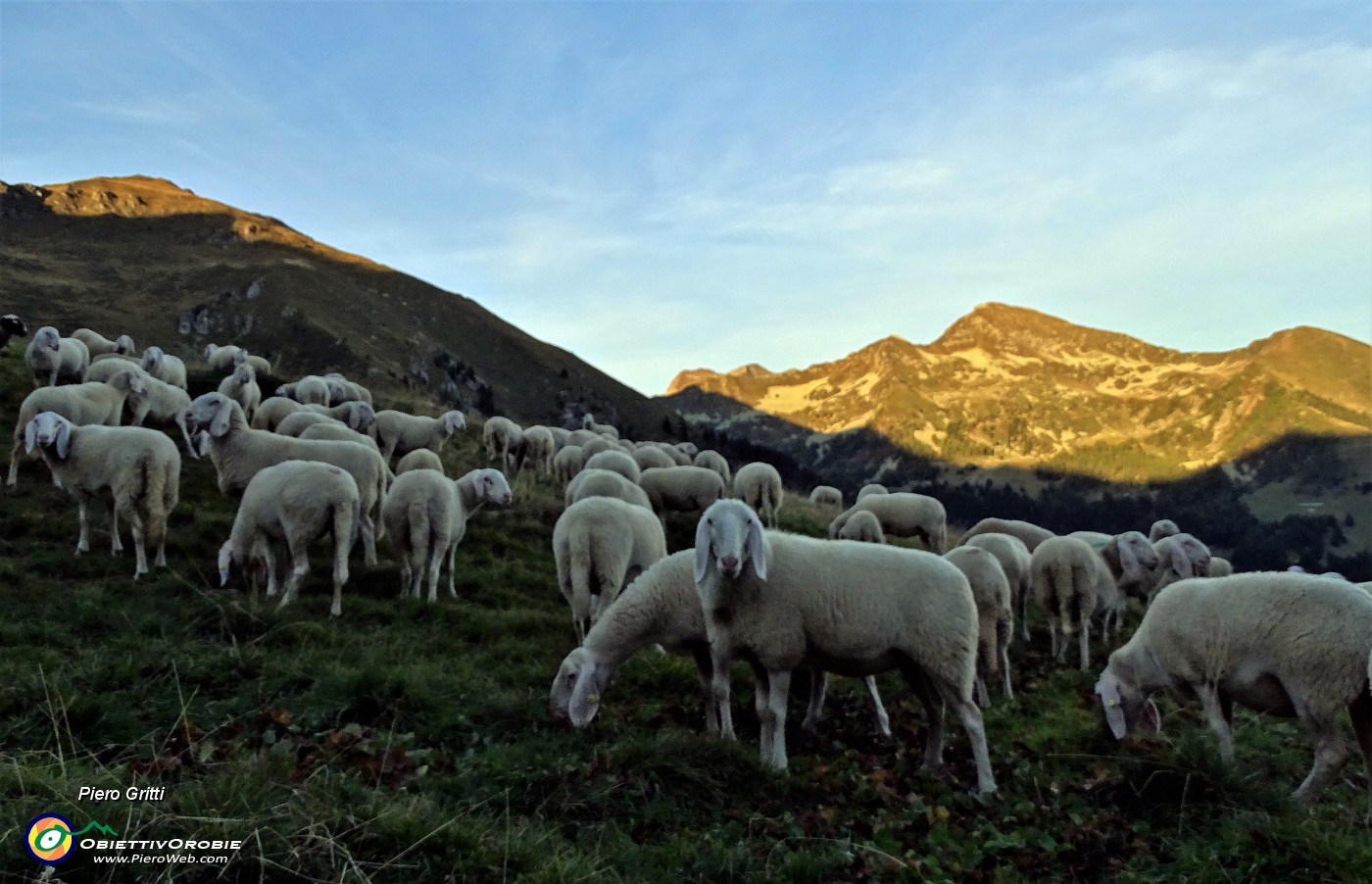 95 Gregge al tramonto rientra all'ovile.JPG -                                